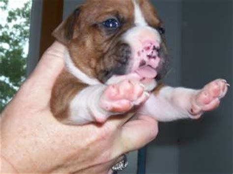 boxer puppies maine|More.